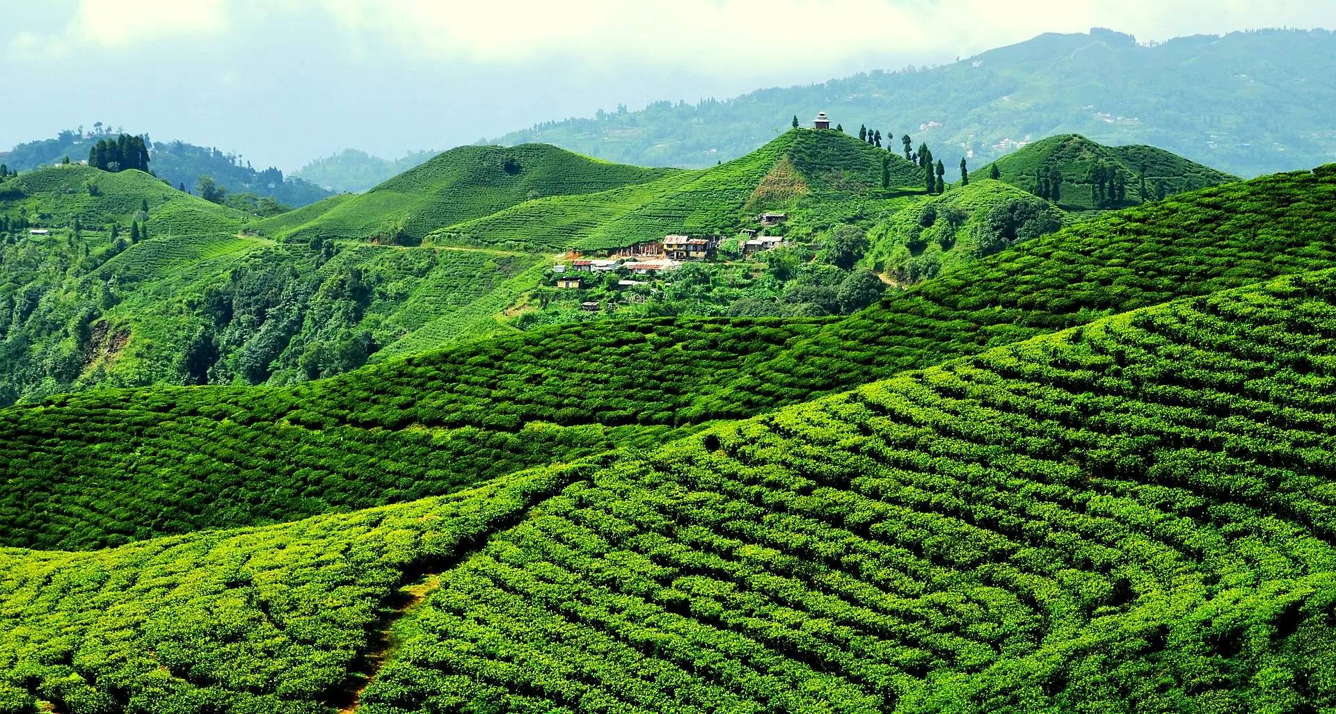 kanyam Ilam nepal